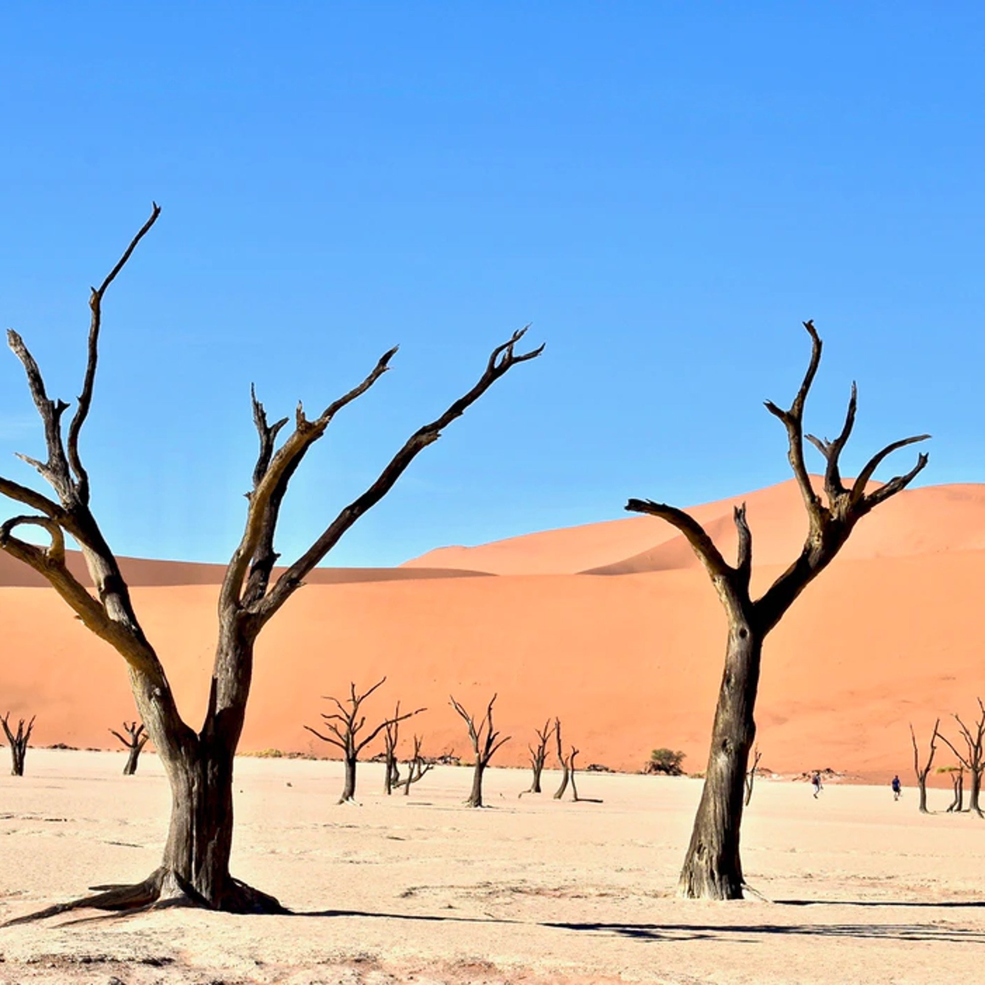 Marais mort, Sossusvlei, Namibie