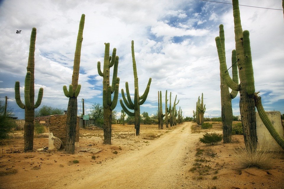 Saguaro Cacti in Arizona desert