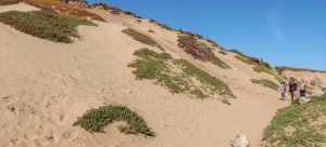 Sand Dune in Monterey