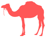 Ørkensport: Kamel og ridning