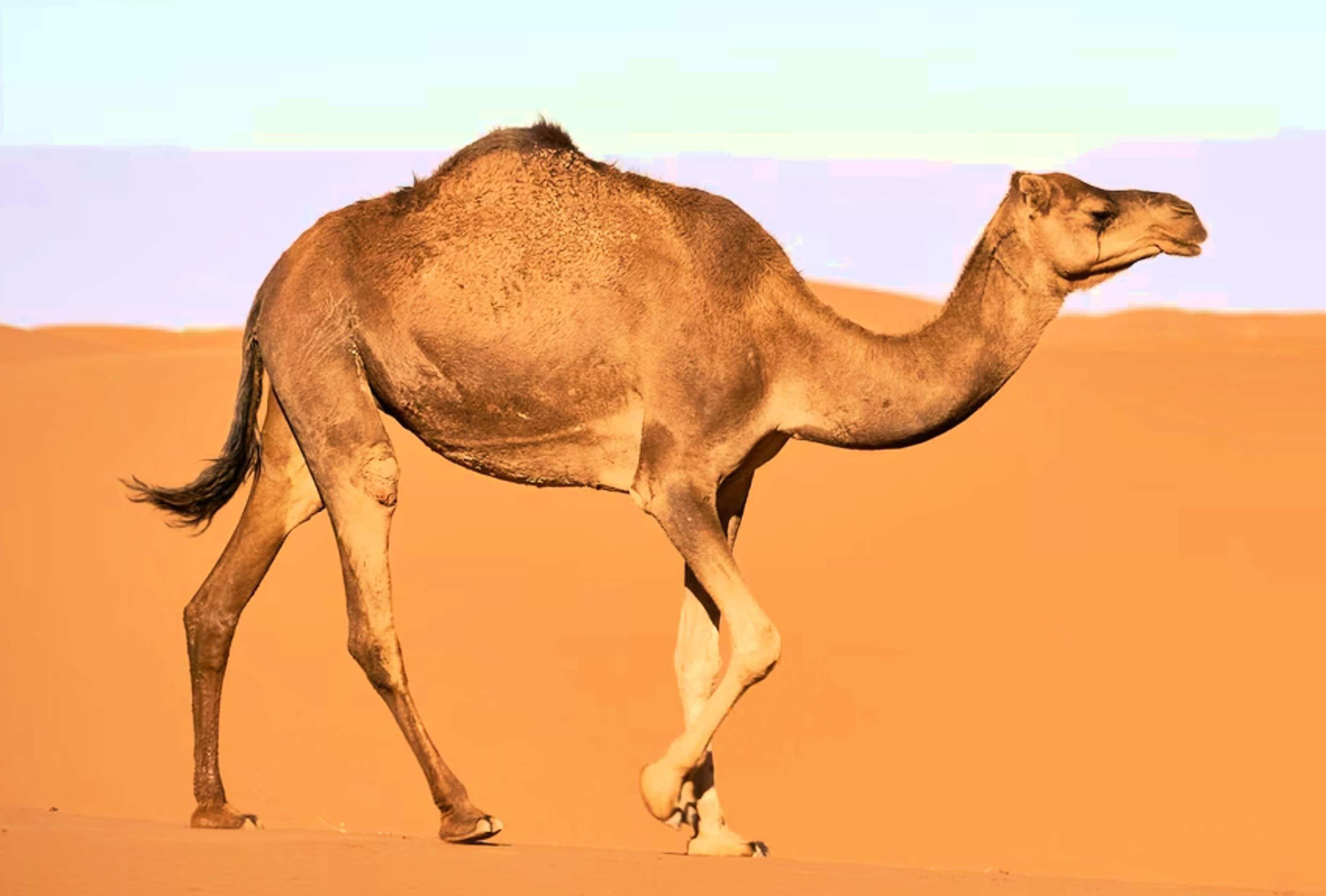 How Do Camel Survive? Humps and Other Desert Adaptations