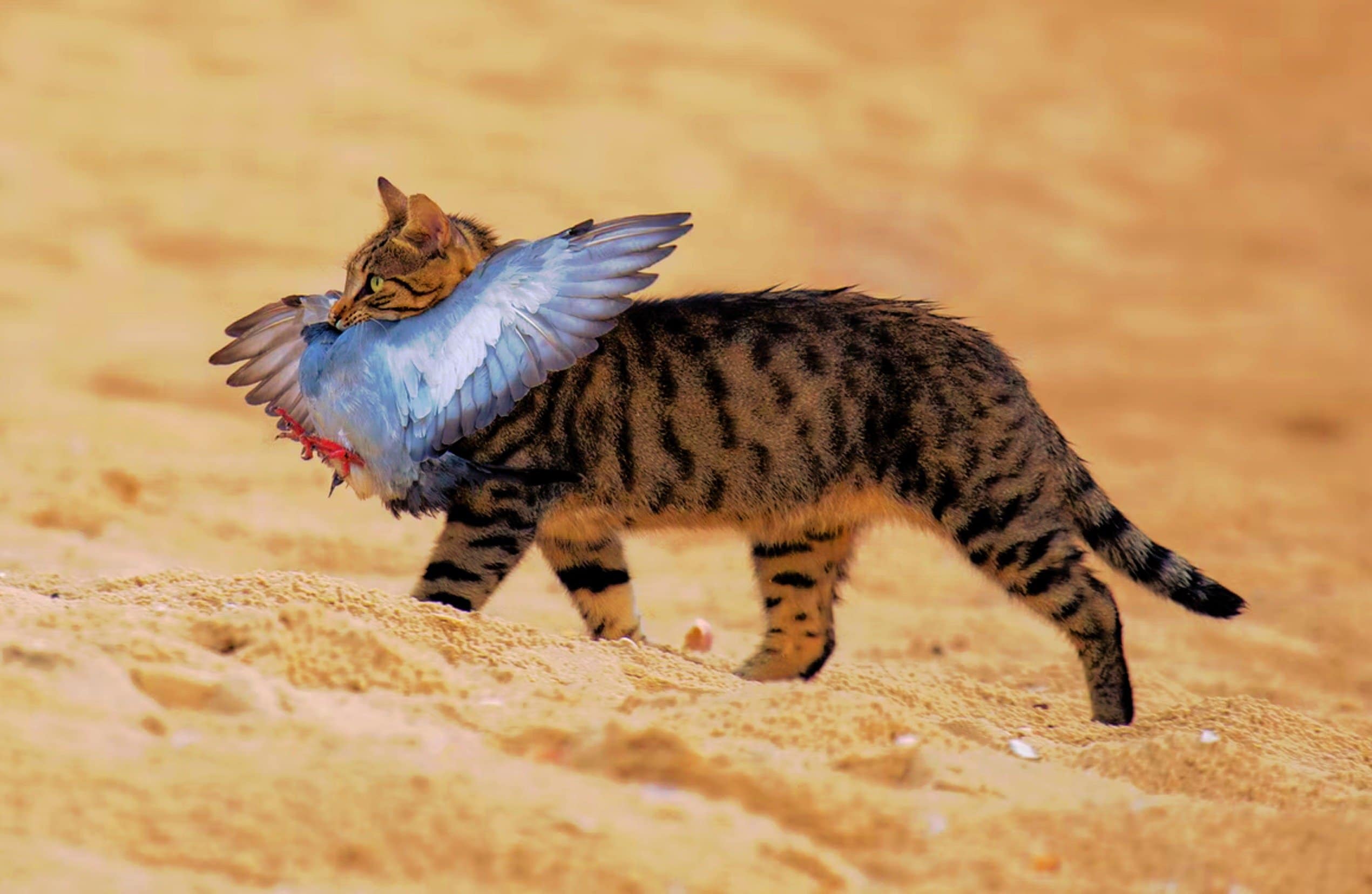 Cat hunting for food in the desert