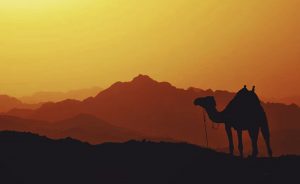 Pushimet në shkretëtirë & Aventurat e Udhëtimit