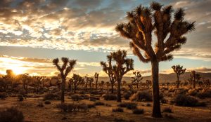 Joshua Tree Travel