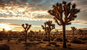 Parque Nacional del Árbol de Josué, desierto de Mojave