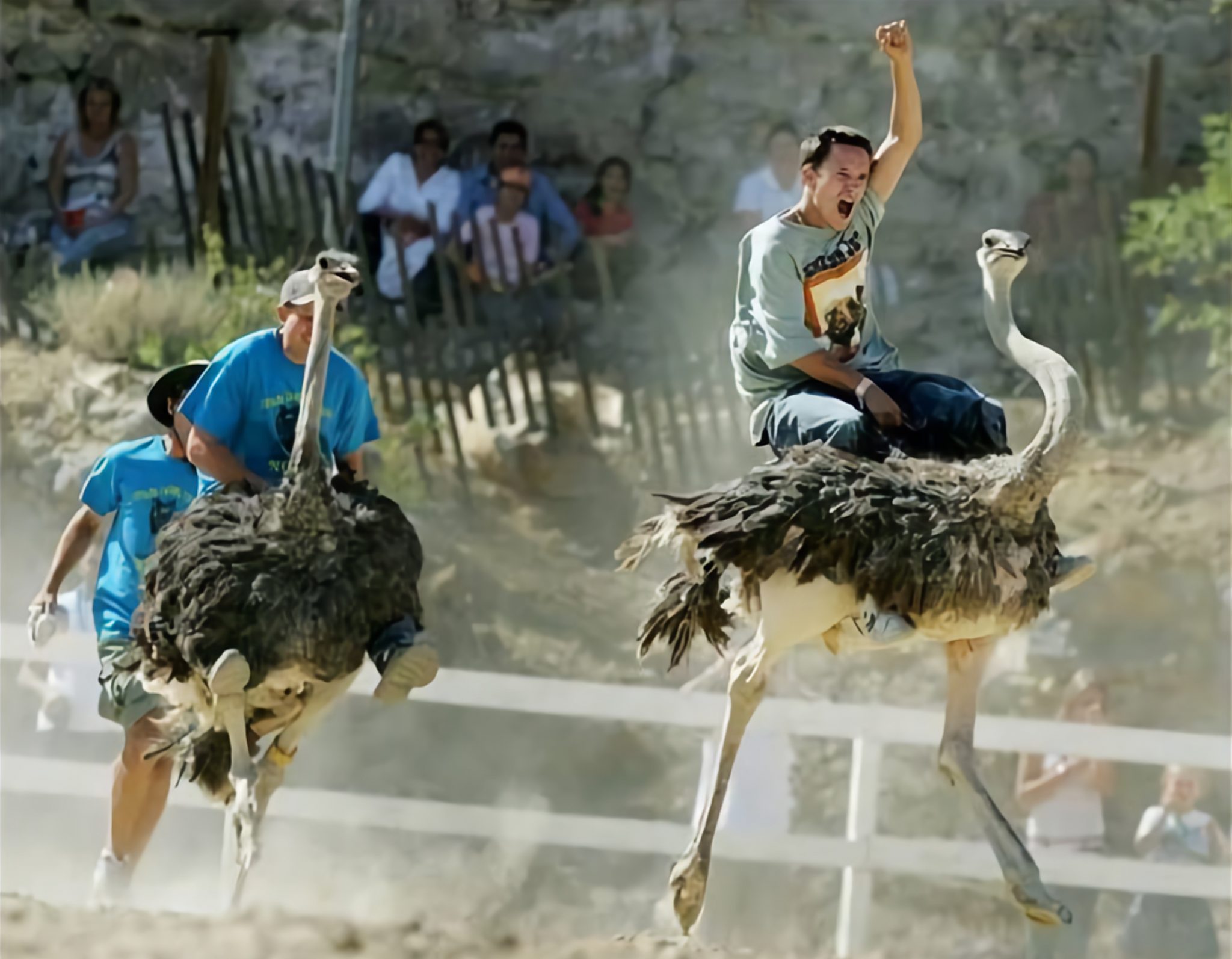 The Bizarre Sport of Ostrich Riding & Exotic Racing on Ostriches