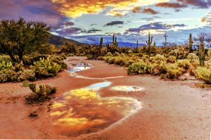 What can you smell in the desert after rain?