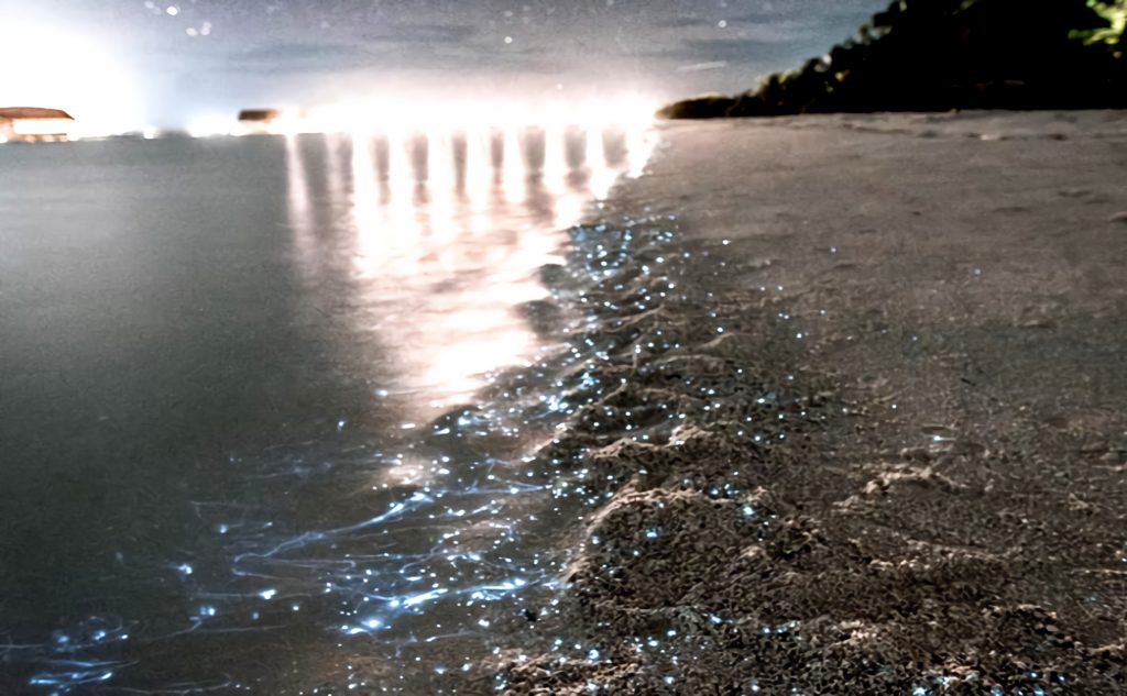 वाधू द्वीप में चमकता नीला रेत समुद्र तट, मालदीव.