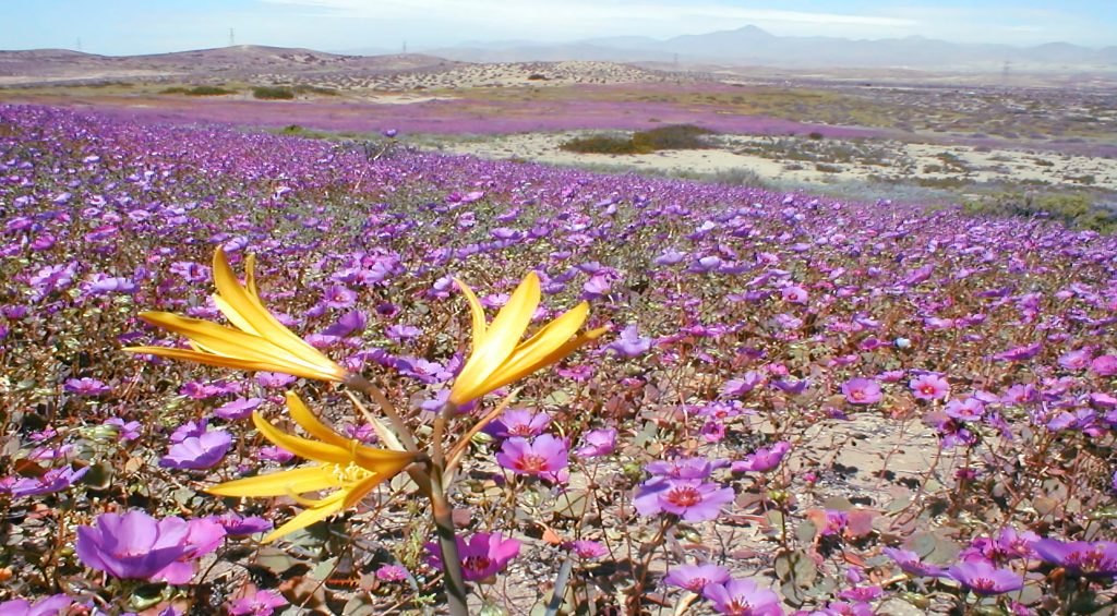 Veldblomme in die Atacama-woestyn
