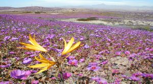 Wildflowers in the Atacama desert