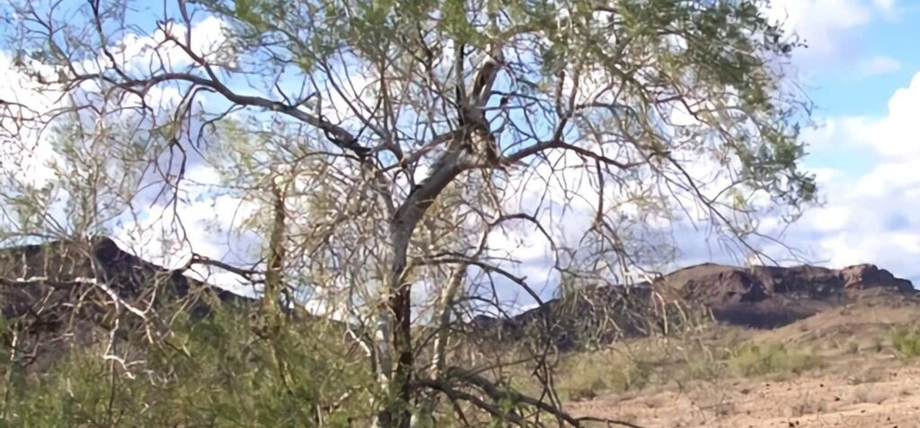 Desert Ironwood