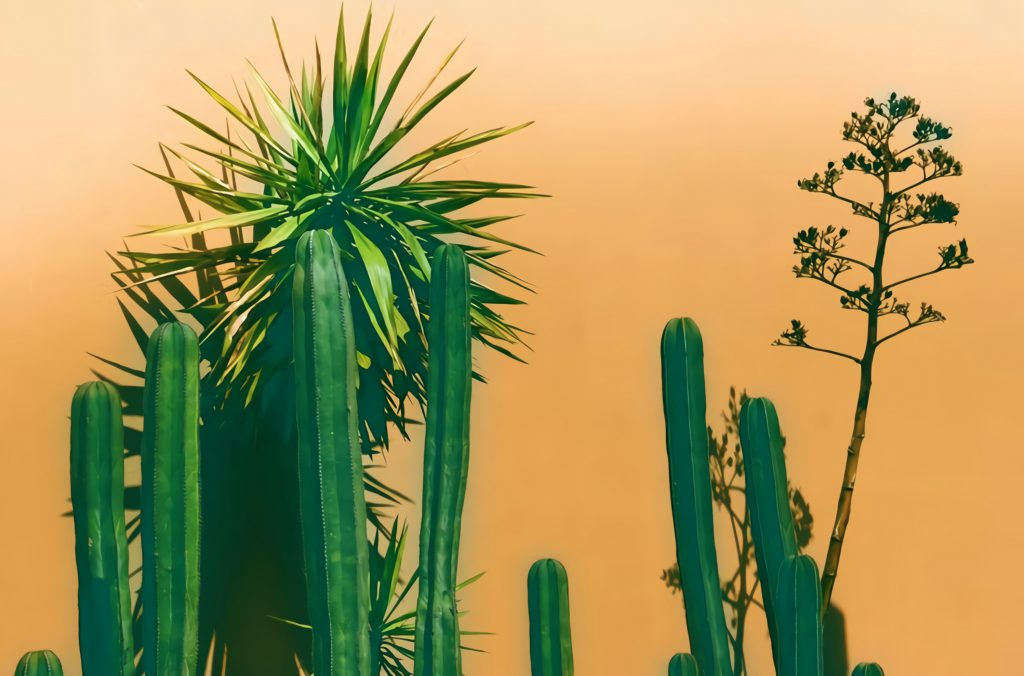 desert plants with their names