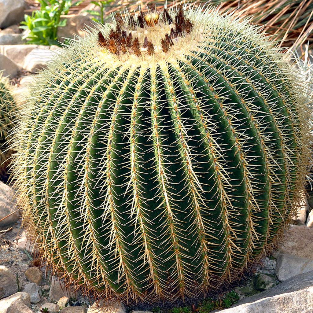 Cactus tonneau d'or
