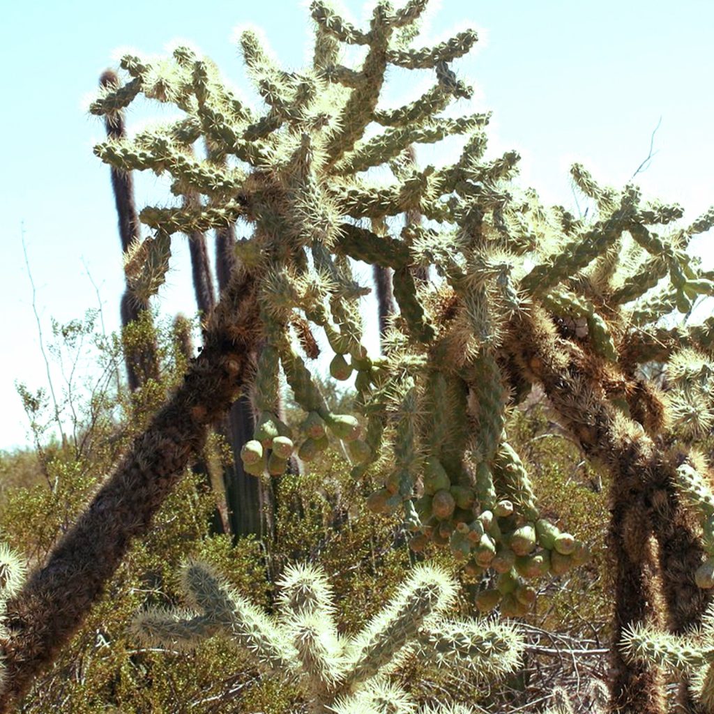 Cholla cactus Desert Plant