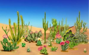 A garden in the desert