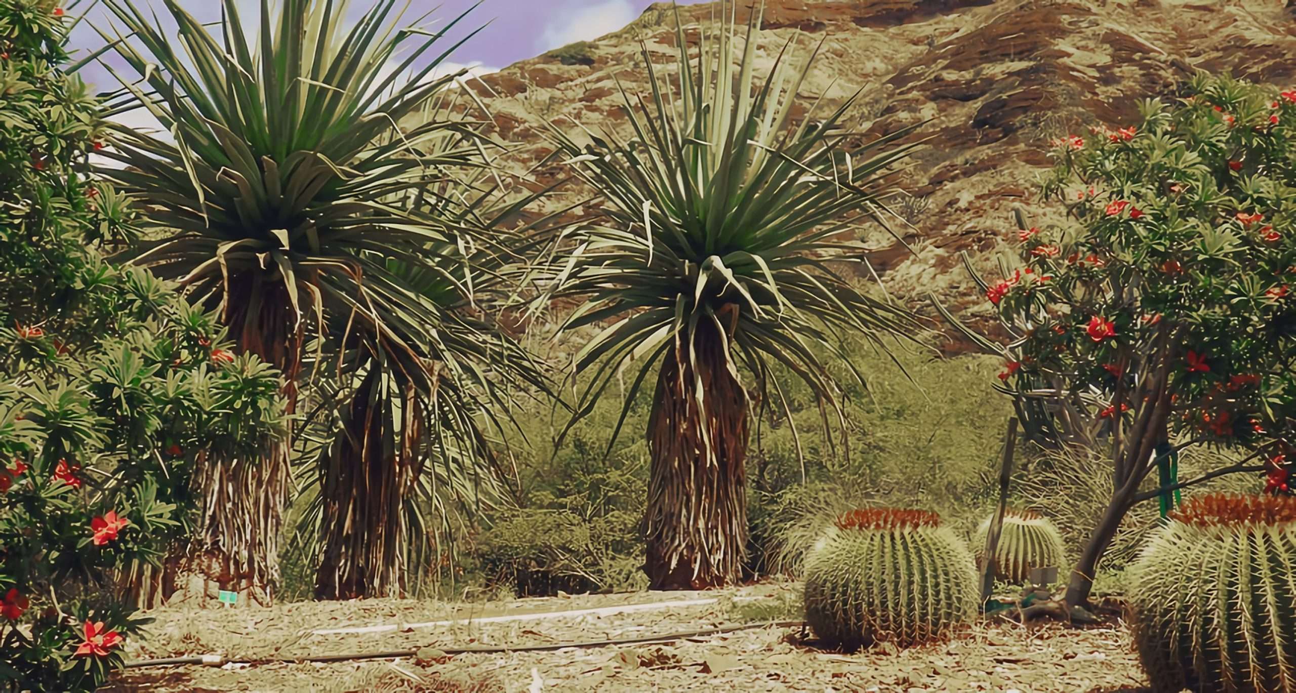 Gardening in the Desert: Guide, Tips and Ideas - Surf the Sand