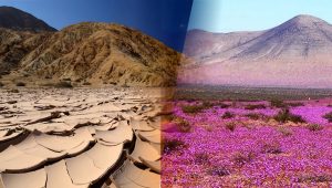 Atacaman autiomaa kukkii