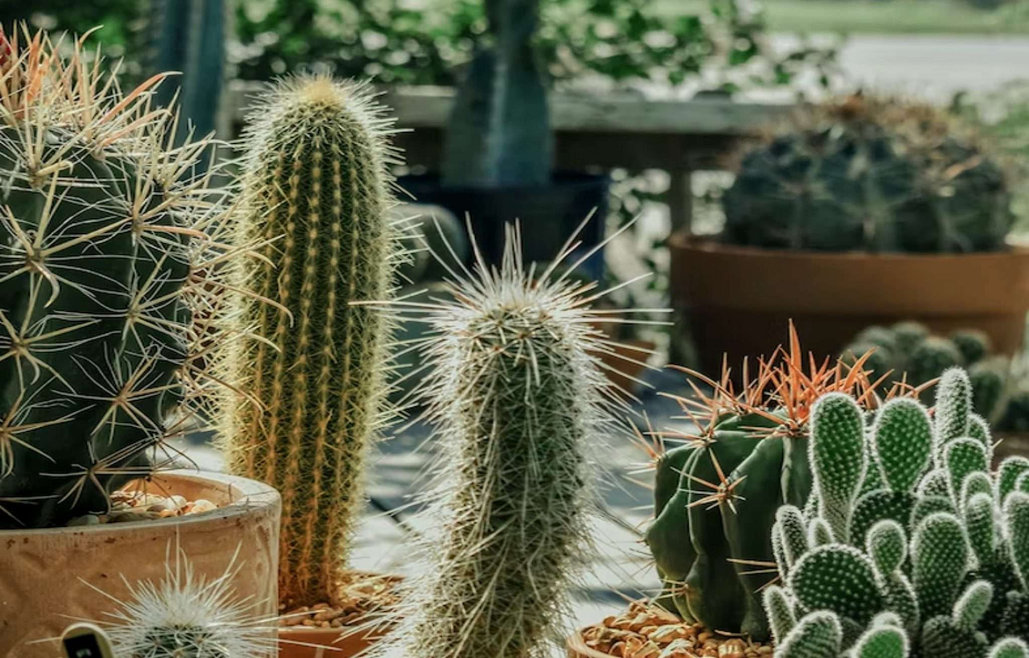 Desert House Plants: Cacti, Succulents and more