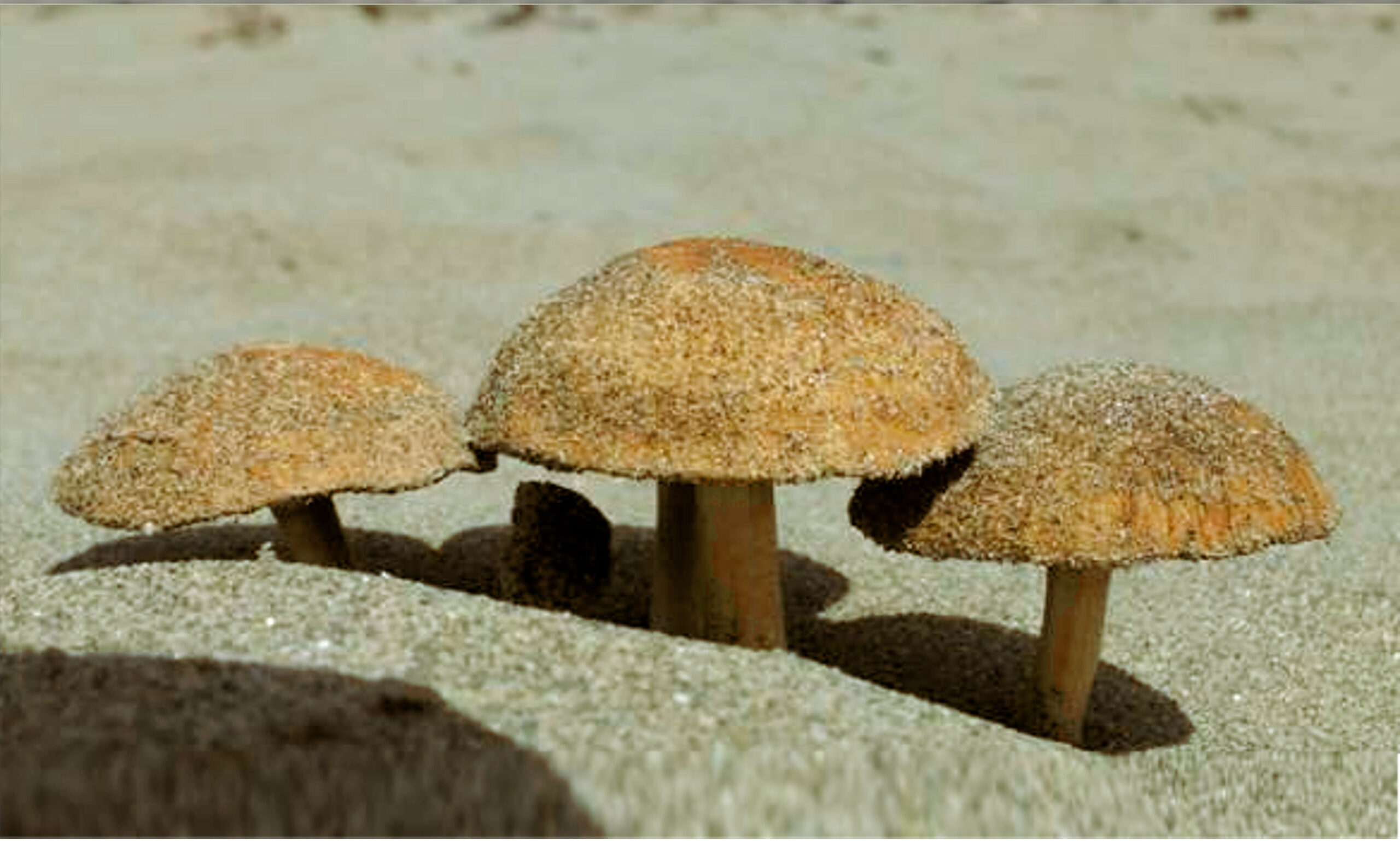 Funghi del deserto che crescono sulle dune di sabbia