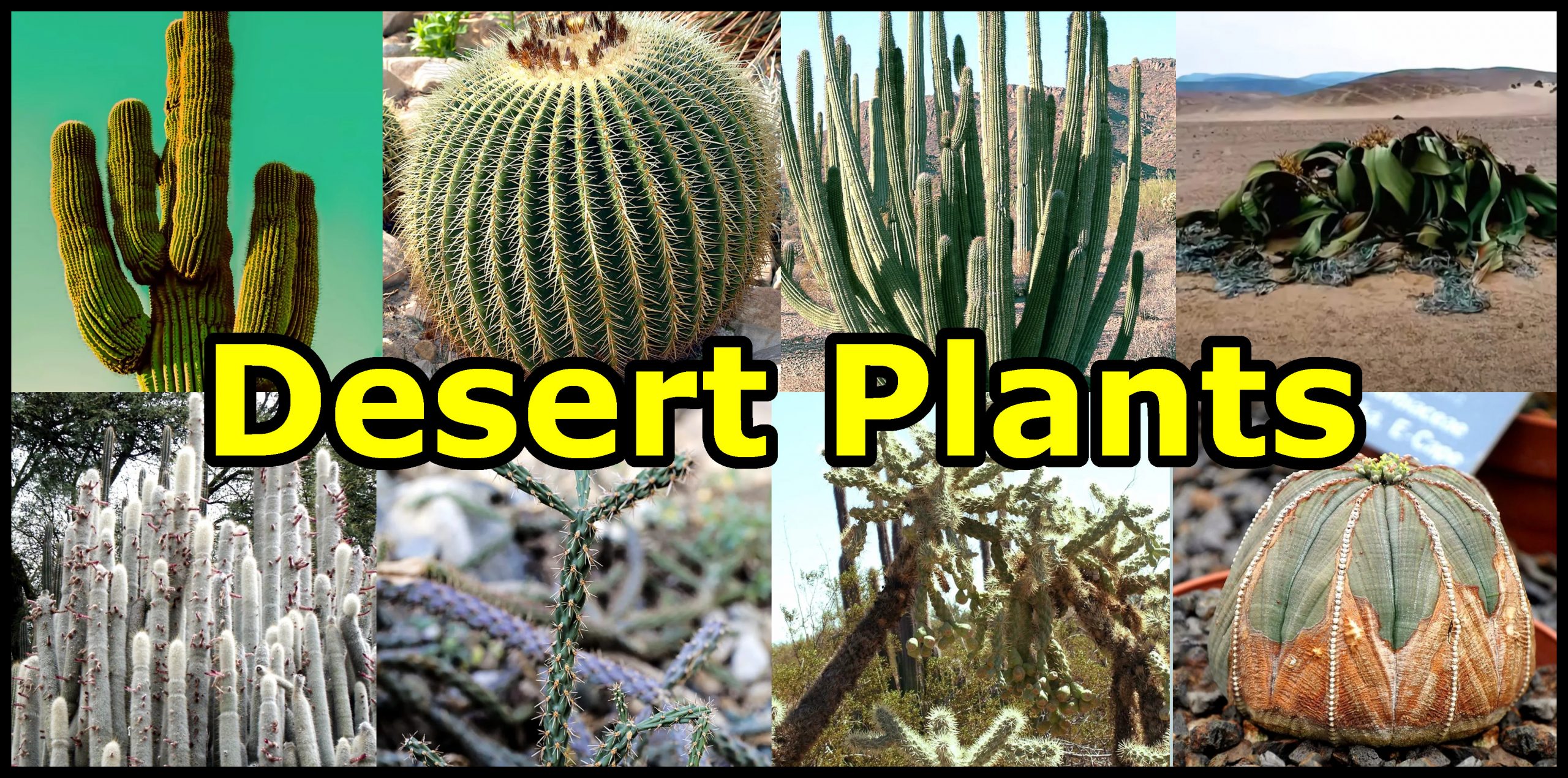 ¿Cómo son las plantas en el desierto?