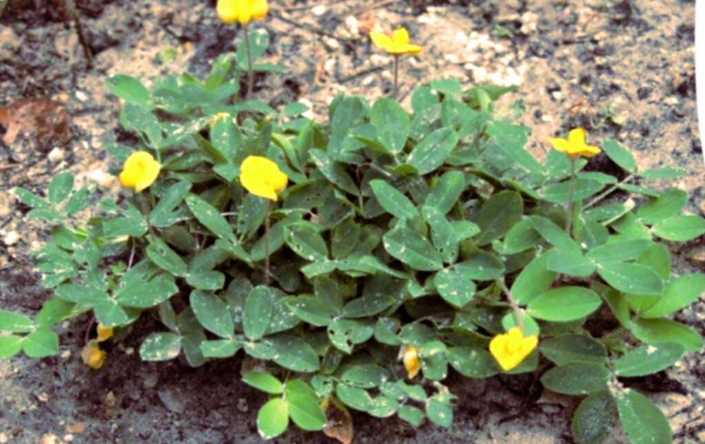 Erdnuss am Strand (Arachis glabrata)