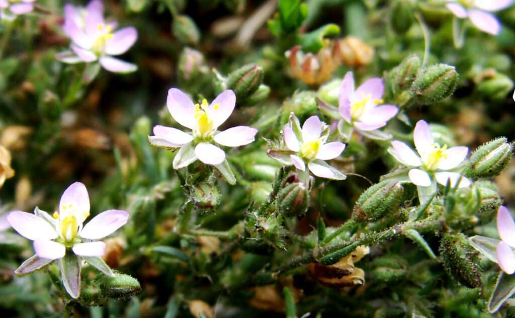 Sandsporne (Spergularia marine)