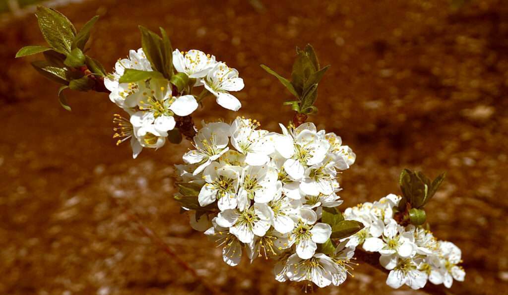 Strandpflaume (Prunus Maritima)