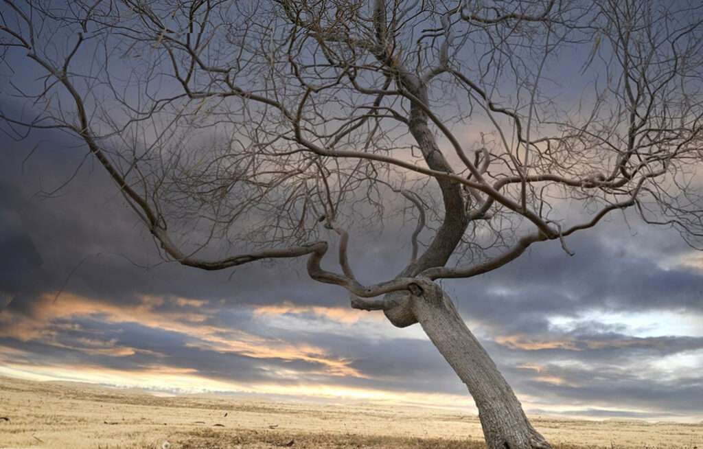 Mesquite Tree