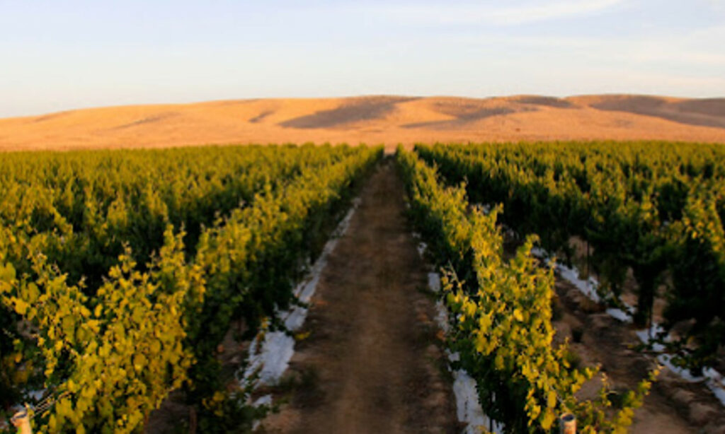 A vineyard near Mitzpe Ramon, in Israel's Negev desert.