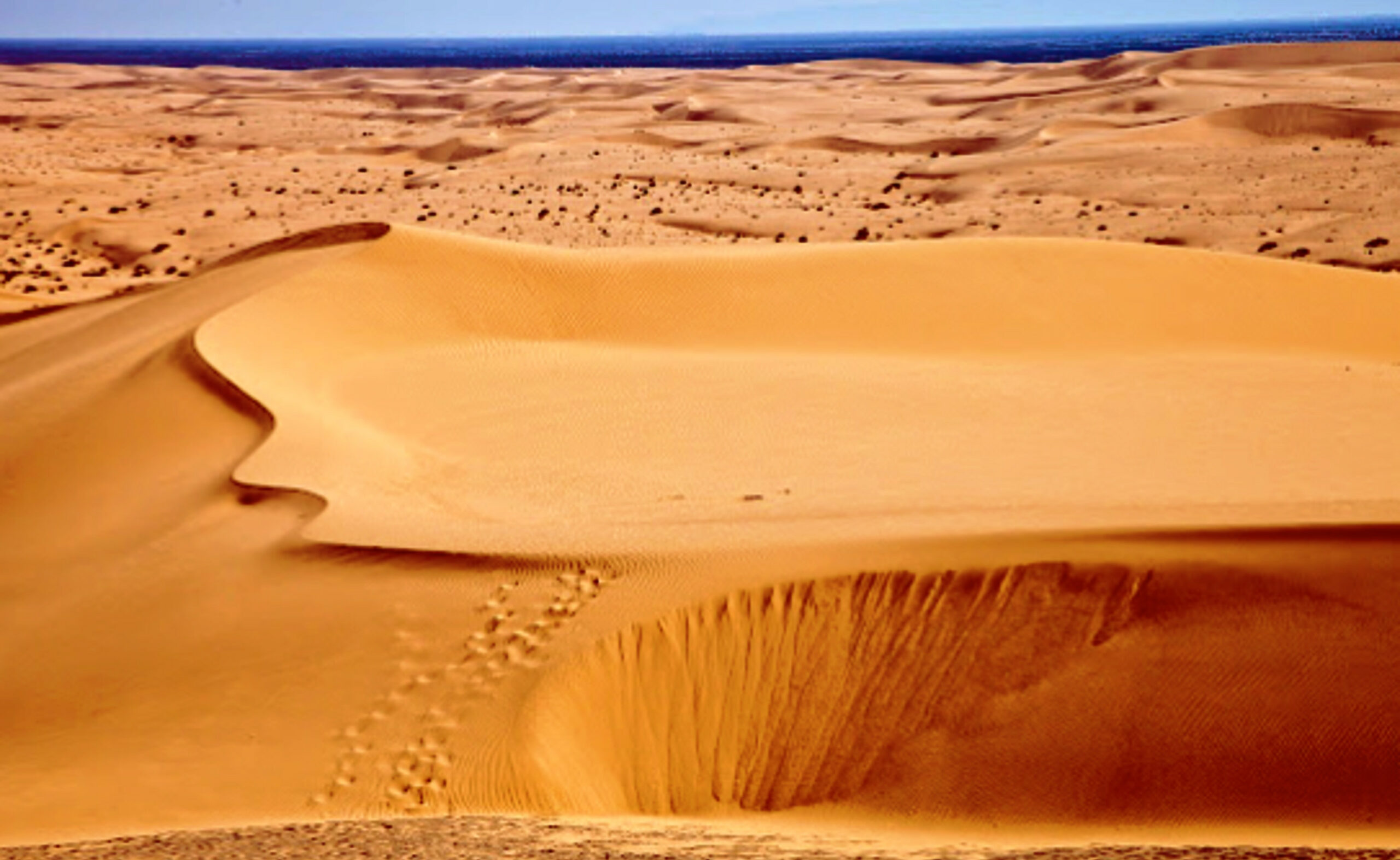 Glamis Sand Dunes Events and Activities in 2024 Sandboarding