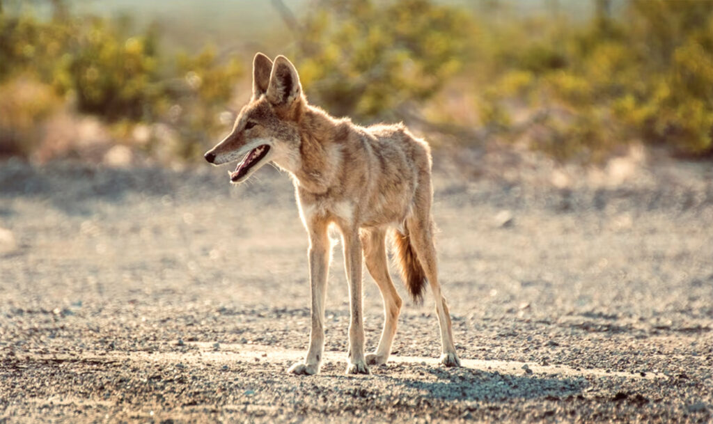 Kojot w Parku Narodowym Doliny Śmierci, Stany Zjednoczone