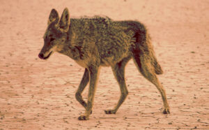 Coyote en el desierto de Mojave