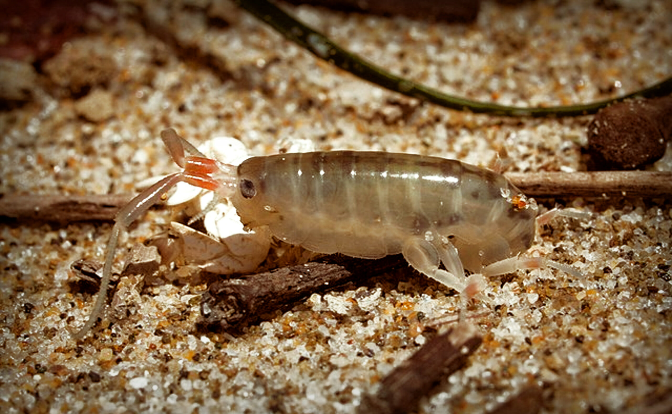 Sand Flea es un pequeño crustáceo que vive bajo la arena en muchos lugares de playa en los EE. UU.