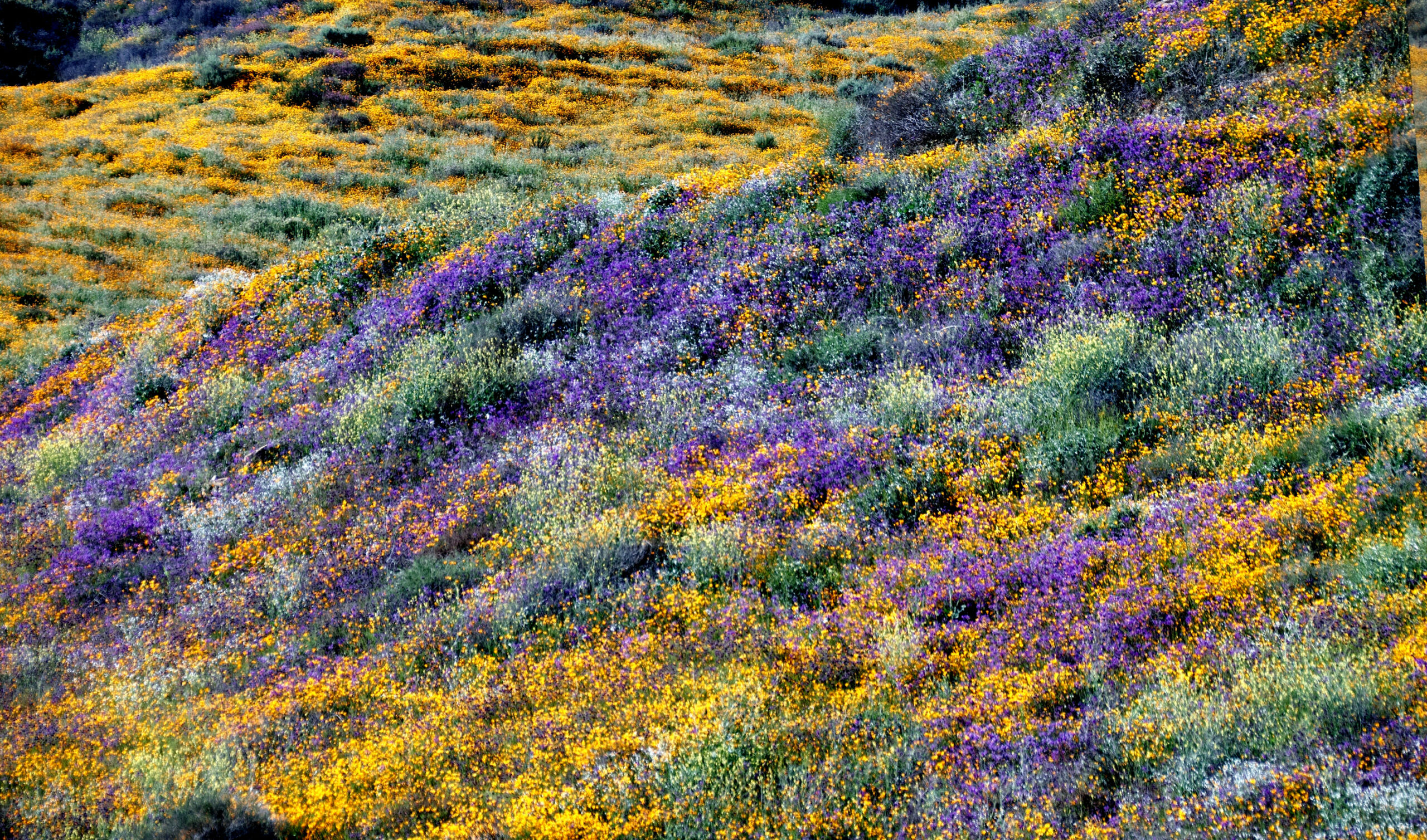 Orange und gelbe Wildblumen in voller Blüte am Walker Canyon, Kalifornien.