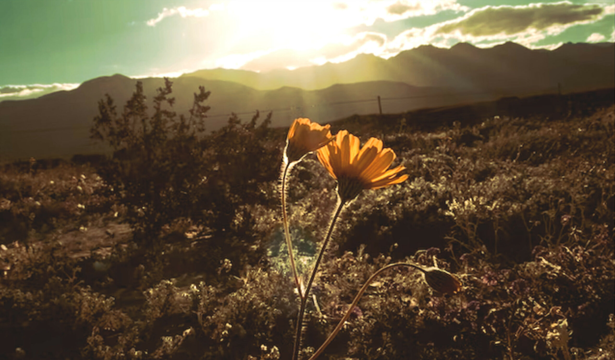 ellow wildflowers Borrego Springs State Parkissa Kalifornian aavikon kukintakauden aikana.