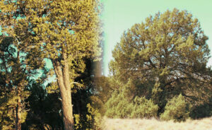 Pinion Pines (lijevo) i smreka (pravo)