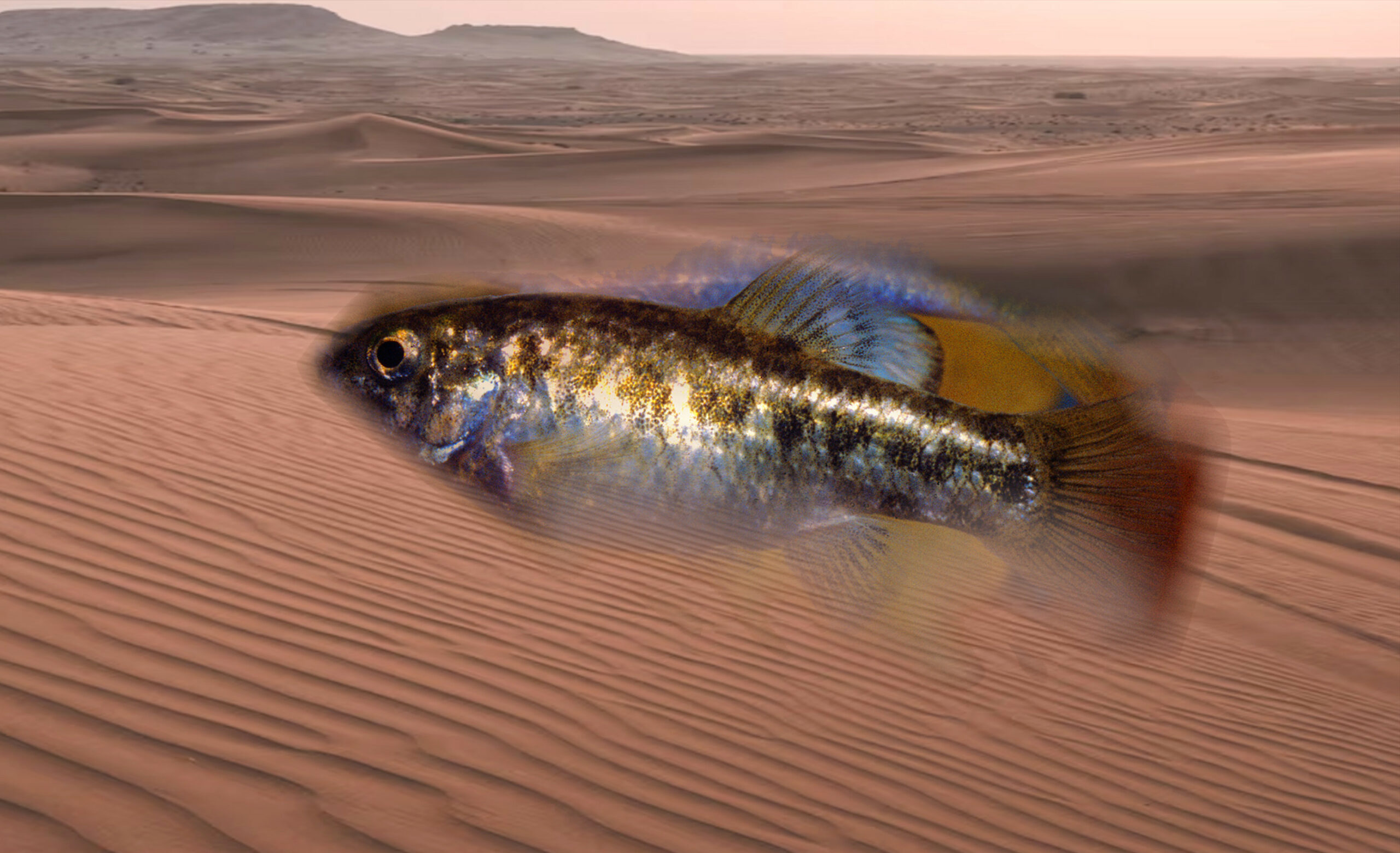 Woestijn Pupfish - Aangepast om te gedijen in de extreme omstandigheden van de woestijnen in het zuidwesten van Amerika.
