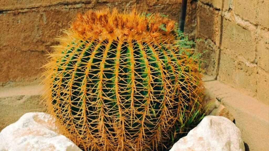 Barrel Cactus