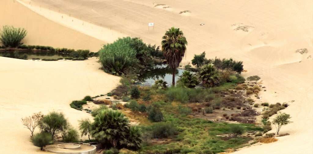 Desert Oasis