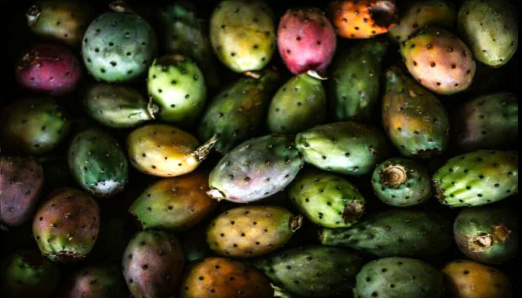 Prickly Pear Cactus Fruits