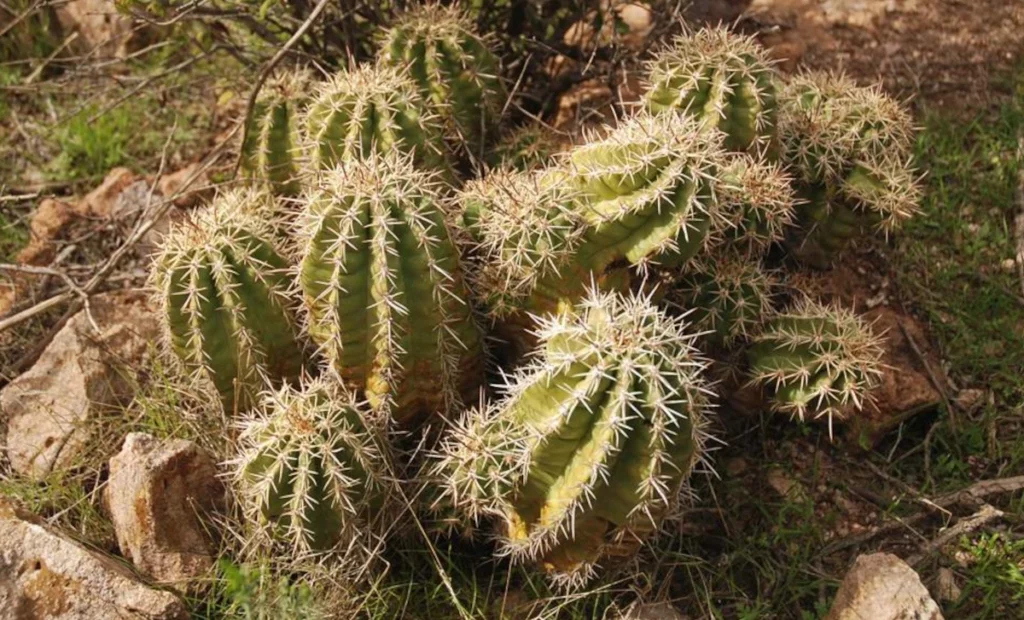 Hedgehog Cactus
