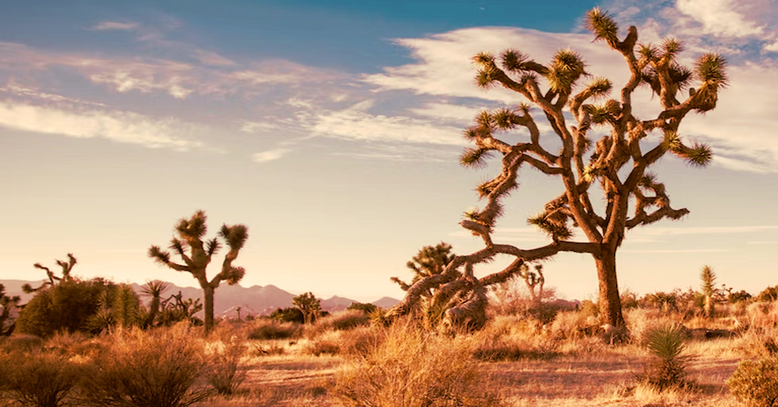 desierto de Mojave