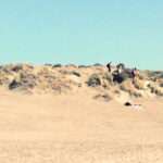 Ocean Beach San Francisco Sand Dunes