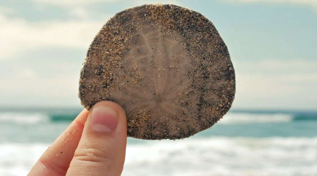 Beachcombing for sand dollars