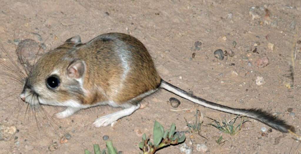 O fotografie a șobolanului-cangur al lui Merriam (Dipodomys merriami), o mică rozătoare care se găsește în deșerturile din sud-vestul Americii de Nord.