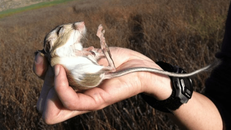 A close-up photo of a desert kangaroo rat (Dipodomys deserti), a large rodent that is found in the deserts of southwestern North America.
