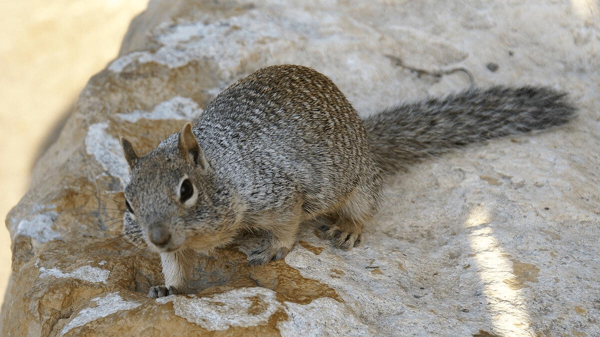 O fotografie a unei veverițe de stâncă (Otospermophilus variegatus), o veveriță de talie medie care se găsește în deșerturile din sud-vestul Americii de Nord.