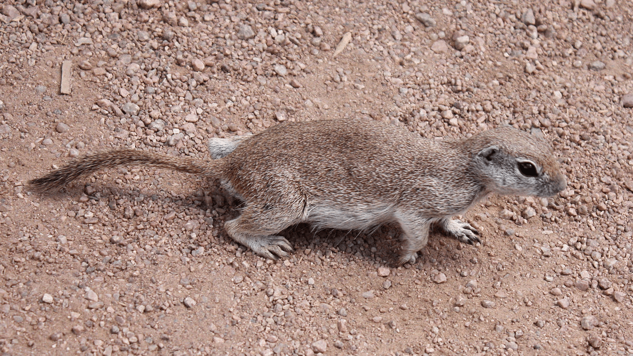 O fotografie a unei veverițe de pământ cu coadă rotundă (Spermophilus tereticaudus), o mică rozătoare care se găsește în deșerturile din sud-vestul Americii de Nord.