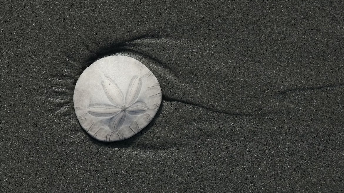 How to Find Sand Dollars at the Beach