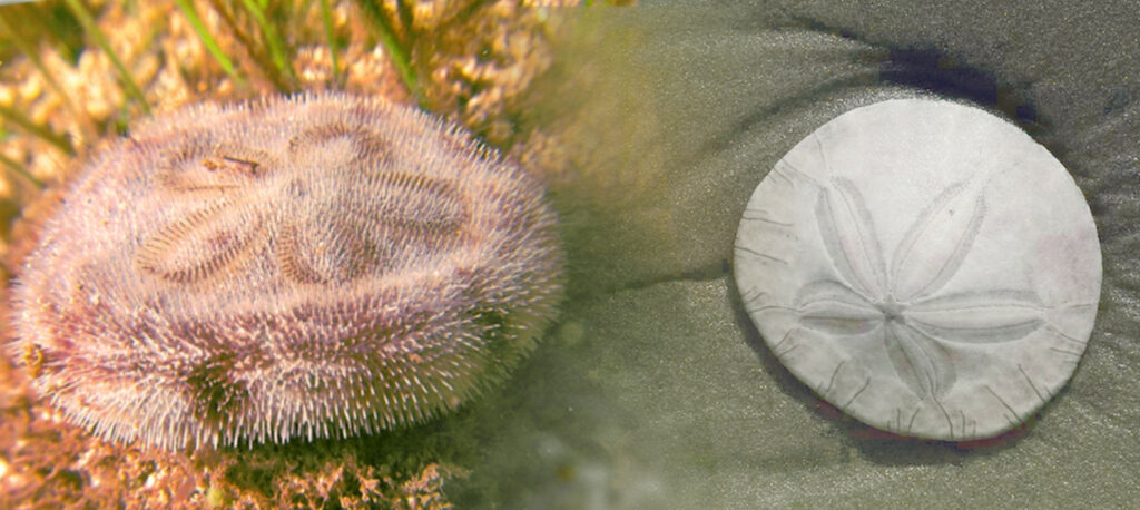 Fascinating Facts About Sand Dollars, 51% OFF